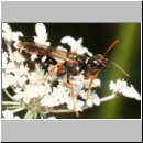 Mellinus crabroneus - Grabwespe w21 12mm - OS-Wallenhorst Sandgrube.jpg